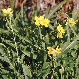 Rucola (Eruca sativa)