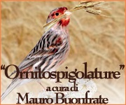Il Portale Italiano dell'Ornitofilia V&A - Rubrica curata da Mauro Buonfrate