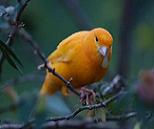 Canarino arancio - foto dalla rete