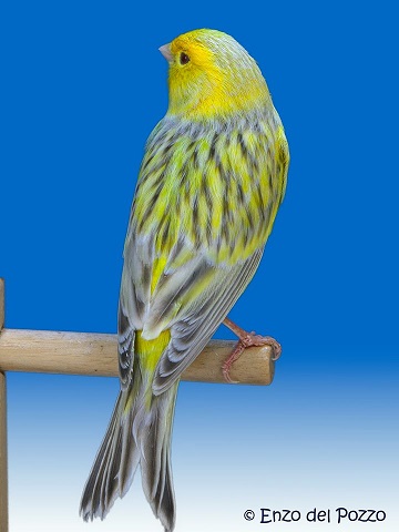 Canarino di colore agata eumo brinato giallo - foto del Pozzo© (riproduzione vietata senza il consenso scritto dell'autore)