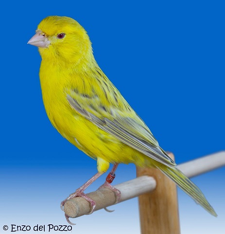 Canarino agata eumo intenso giallo - foto del Pozzo© (riproduzione vietata senza il consenso scritto dell'autore)