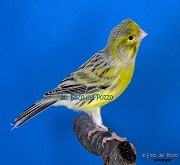 Canarino di colore agata giallo - foto del Pozzo© (riproduzione vietata senza il consenso scritto dell'autore)