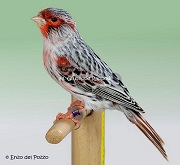 Canarino agata mosaico rosso - foto dalla rete