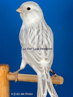 Canarino di colore agata opale bianco - foto del Pozzo© (riproduzione vietata senza il consenso scritto dell'autore)