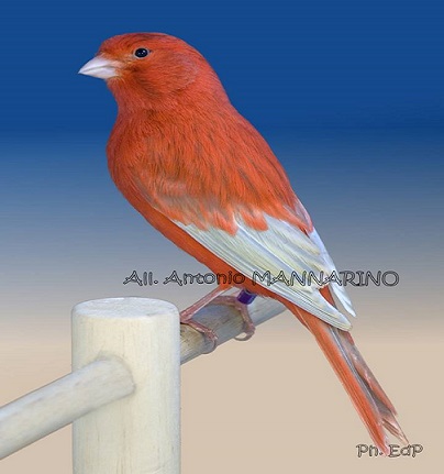 Agata rosso intenso maschio - foto del Pozzo© (riproduzione vietata senza il consenso scritto dell'autore)
