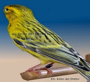 Canarino di colore agata topazio giallo intenso - foto del Pozzo© (riproduzione vietata senza il consenso scritto dell'autore)
