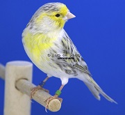 Canarino di colore agata topazio giallo mosaico - foto del Pozzo© (riproduzione vietata senza il consenso scritto dell'autore)