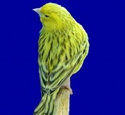 Canarino di colore agata topazio giallo intenso - foto ed allevamento Sacripanti© (riproduzione vietata senza il consenso scritto dell'autore)
