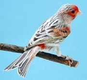 Canarino di colore agata topazio mosaico rosso - foto dalla rete