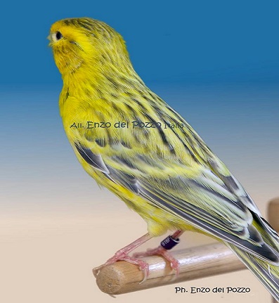 Canarino di colore topazio giallo - foto del Pozzo© (riproduzione vietata senza il consenso scritto dell'autore)
