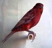 Canarino di colore ali grigie rosso - foto dalla rete