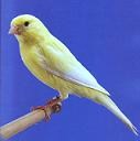 Canarino giallo avorio intenso - foto dalla rete