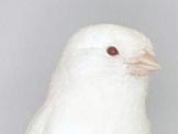 Canarino bianco occhio rosso - foto dalla rete