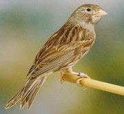 Canarino di colore bruno bianco - foto Alcedo© (riproduzione vietata senza il consenso scritto dell'autore)