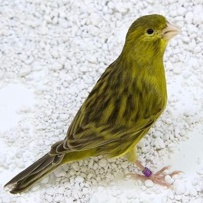 Canarino di colore bruno giallo intenso - foto dalla rete