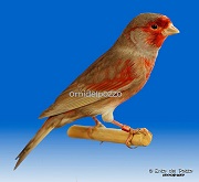 Canarino di colore bruno pastello mosaico rosso maschio - foto del Pozzo© (riproduzione vietata senza il consenso scritto dell'autore)