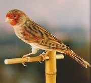 Canarino di colore bruno mosaico rosso - foto Alcedo© (riproduzione vietata senza il consenso scritto dell'autore)