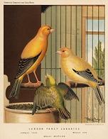 London Fancy Canary con pullus - antica stampa inglese dalla rete