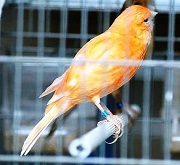 Canarina smelanizzata - foto De Luca© (riproduzione vietata senza il consenso scritto dell'autore)