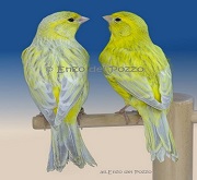 Canarini di colore coppia opale agata giallo intenso/brinato - foto Enzo del Pozzo (riproduzione vietata senza il consenso scritto dell'autore)