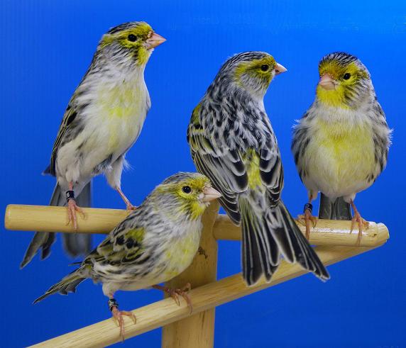 Canarini agata giallo mosaico stamm - foto del Pozzo© (riproduzione vietata senza il consenso scritto dell'autore)