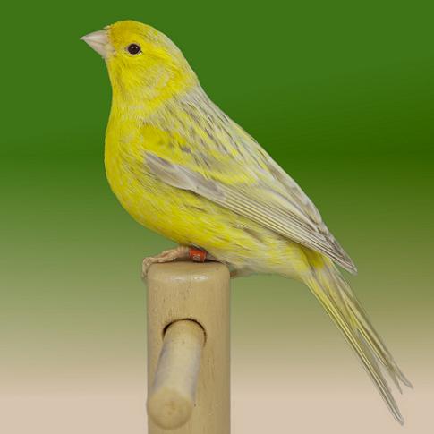 Canarino agata eumo giallo brinato - foto del Pozzo© (riproduzione vietata senza il consenso scritto dell'autore)
