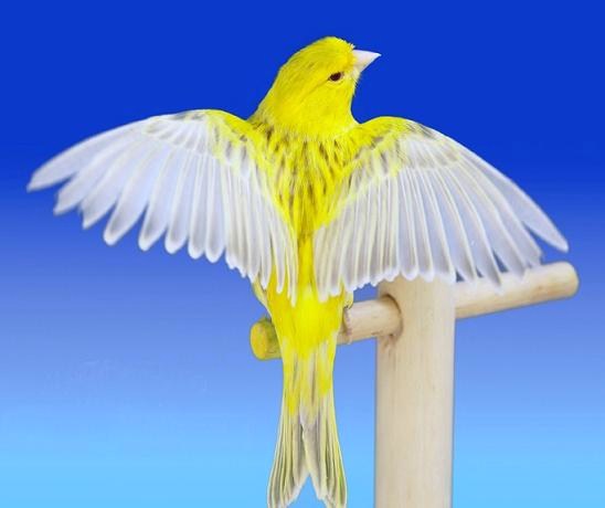 Canarino agata eumo giallo intenso - foto del Pozzo© (riproduzione vietata senza il consenso scritto dell'autore)