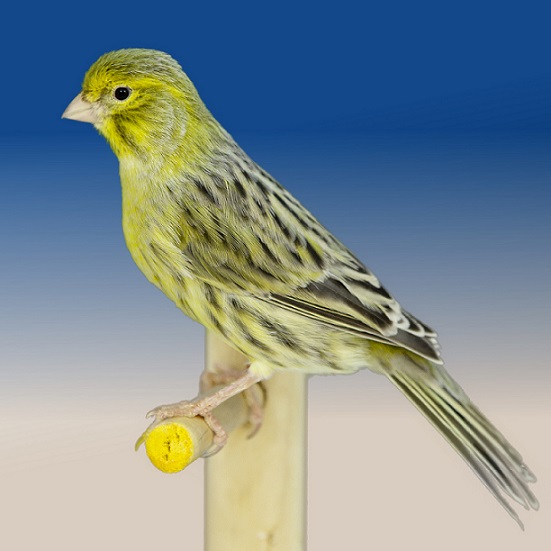 Canarino agata giallo brinato - foto del Pozzo© (riproduzione vietata senza il consenso scritto dell'autore)