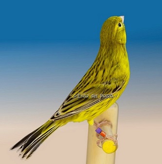 Canarino di colore agata intenso giallo - foto del Pozzo© (riproduzione vietata senza il consenso scritto dell'autore)