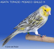 Canarino di colore agata mosaico topazio giallo - foto del Pozzo© (riproduzione vietata senza il consenso scritto dell'autore)
