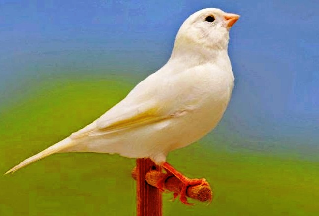Canarino bianco dominante - foto dalla rete