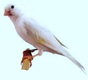 Canarino di colore bianco dominante - foto dalla rete
