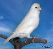 Canarino di colore bianco recessivo - foto del Pozzo (riproduzione vietata senza il consenso scritto dell'autore)