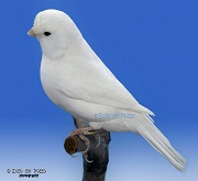 Canarino di colore bianco recessivo - foto del Pozzo© (riproduzione vietata senza il consenso scritto dell'autore)