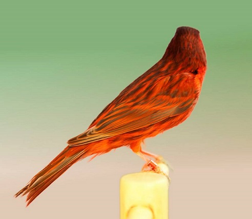 Canarino bruno rosso intenso - foto del Pozzo© (riproduzione vietata senza il consenso scritto dell'autore)