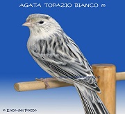 Canarino di colore agata topazio bianco - foto del Pozzo© (riproduzione vietata senza il consenso scritto dell'autore)