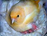 Canarina sul nido - foto dalla rete
