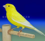 Canarino lipocromico giallo ali naturali - foto del Pozzo© (riproduzione vietata senza il consenso scritto dell'autore)