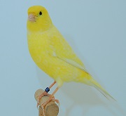 Canarino di colore giallo brinato - foto dalla rete