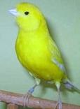 Canarino lipocromico giallo intenso - foto dalla rete