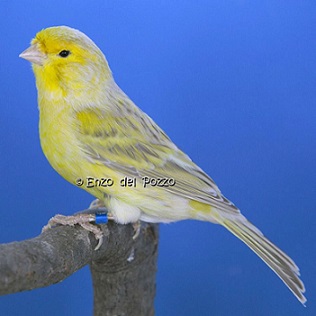Canarino di colore isabella brinato giallo - foto del Pozzo© (riproduzione vietata senza il consenso scritto dell'autore)