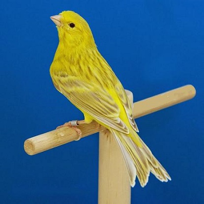 Canarino isabella giallo - foto del Pozzo