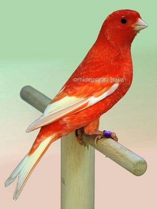 Canarino rosso brinato - foto del Pozzo© (riproduzione vietata senza il consenso scritto dell'autore)