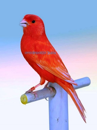 Canarino rosso intenso - foto del Pozzo© (riproduzione vietata senza il consenso scritto dell'autore)