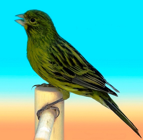 Canarino nero giallo intenso - foto del Pozzo© (riproduzione vietata senza il consenso scritto dell'autore)