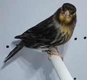 Canarino di colore nero mosaico giallo - foto e allevamento Tammaro© (riproduzione vietata senza il consenso scritto dell'autore)