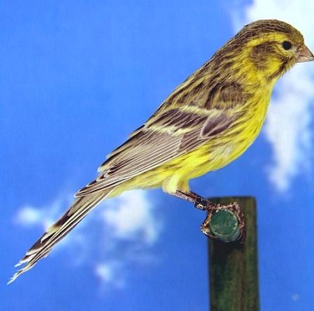 Canarino nero quarzo mogano giallo avorio intenso - foto dalla rete