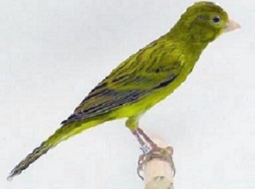 Canarino di razza spagnola verde - foto dalla rete