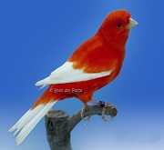 Canarino di colore rosso ala bianca - foto Enzo del Pozzo© (riproduzione vietata senza il consenso scritto dell'autore)