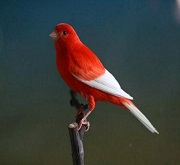 Canarino di colore rosso intenso ala bianca - foto dalla rete